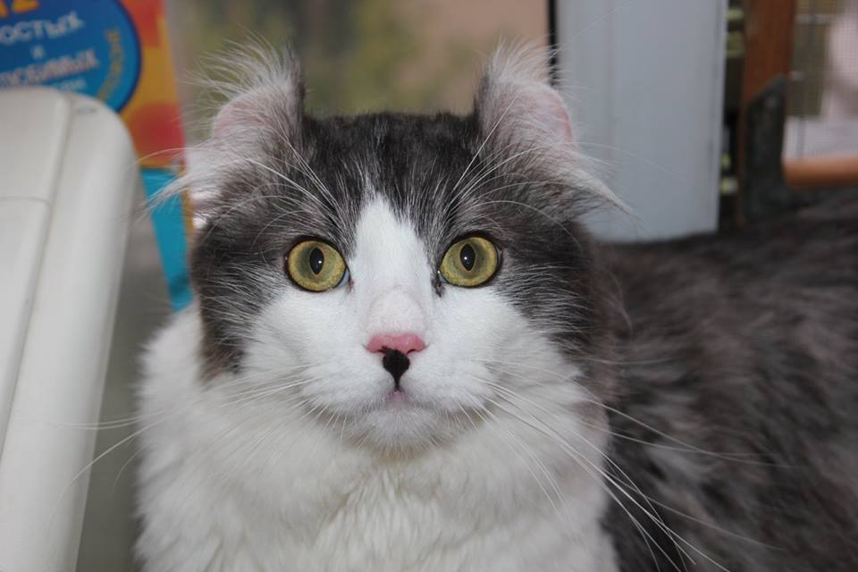 American Curl,  Американский керл,  CH Magicurl's Jack Sparrow of Curland ACL  n 03 