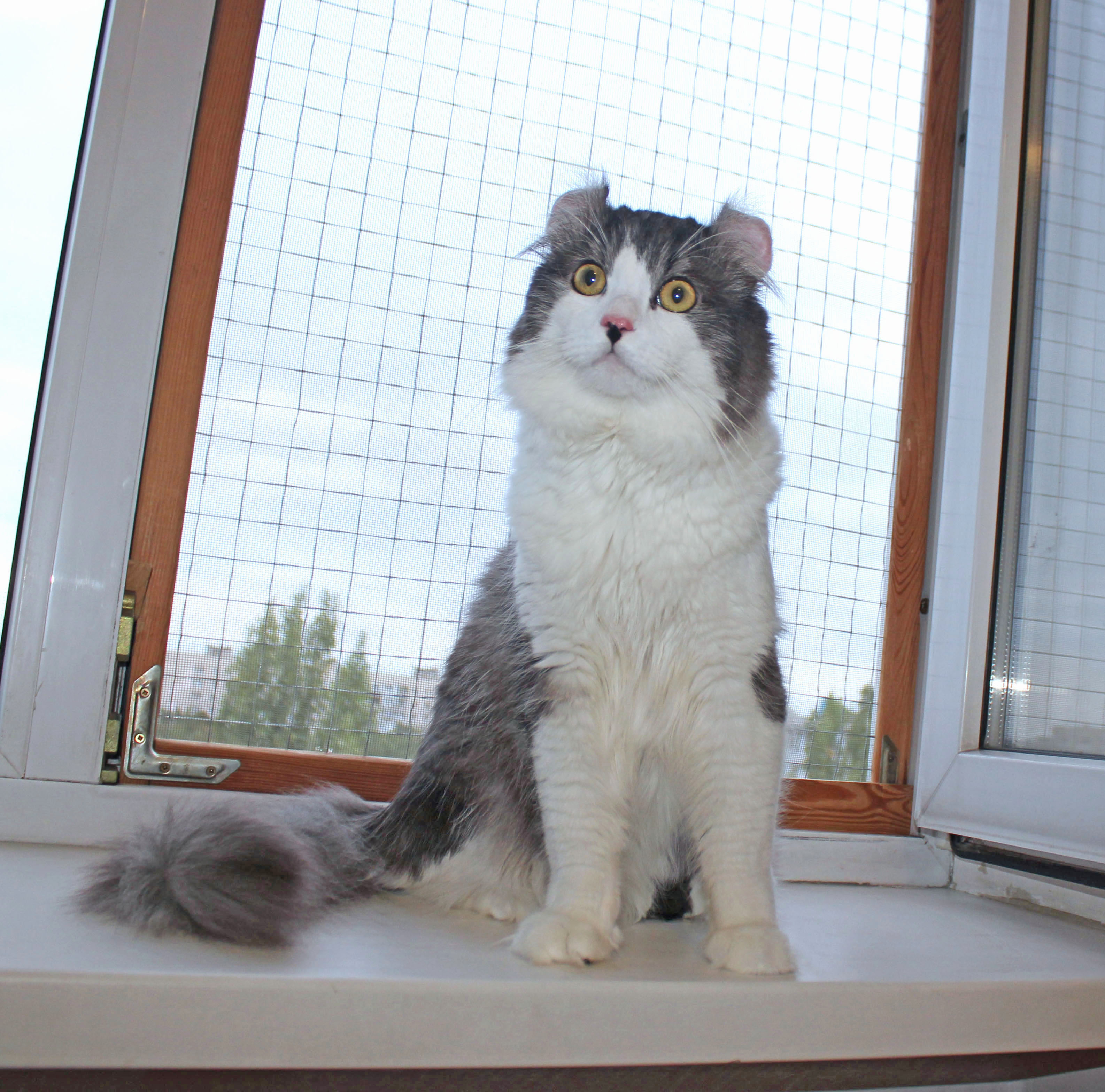 American Curl,  Американский керл,  CH Magicurl's Jack Sparrow of Curland ACL  n 03 