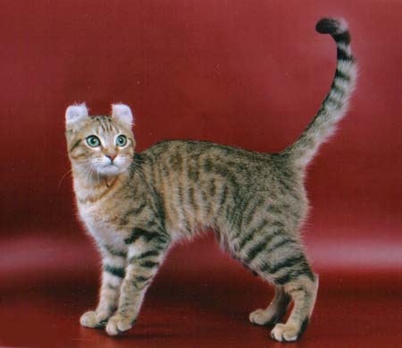       DGC TICA, ICH WCF   
    Gladiator Bilberry Snow of
                Russicurls
 male Golden Spotted Tabby SH
